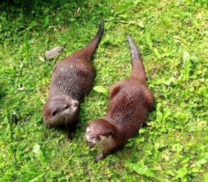 2匹のカワウソの画像