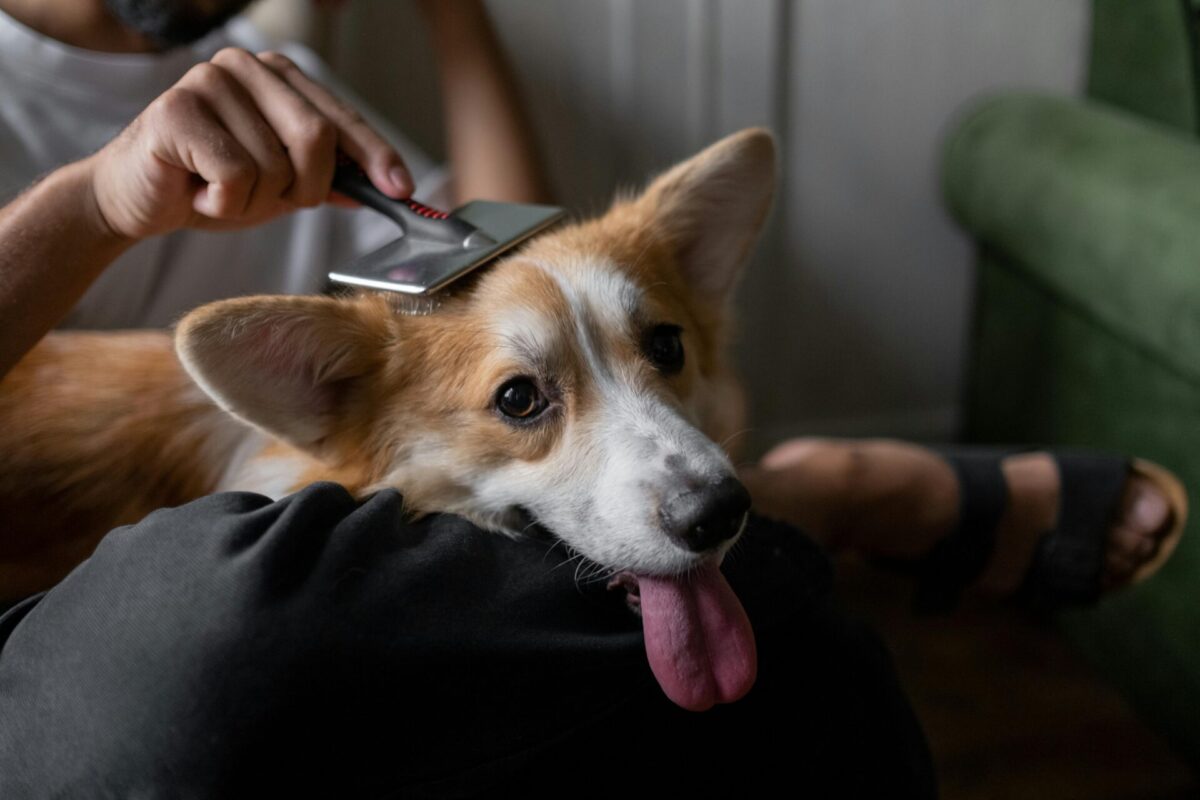 ブラッシングされている犬の写真